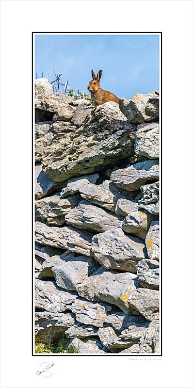 03 12x24 2022-260CP Irish hare on dry stone wall - Animals