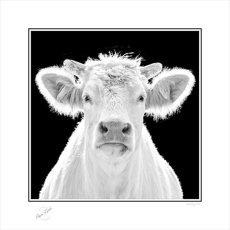 2019-957BS Snooty Cow - Square Format