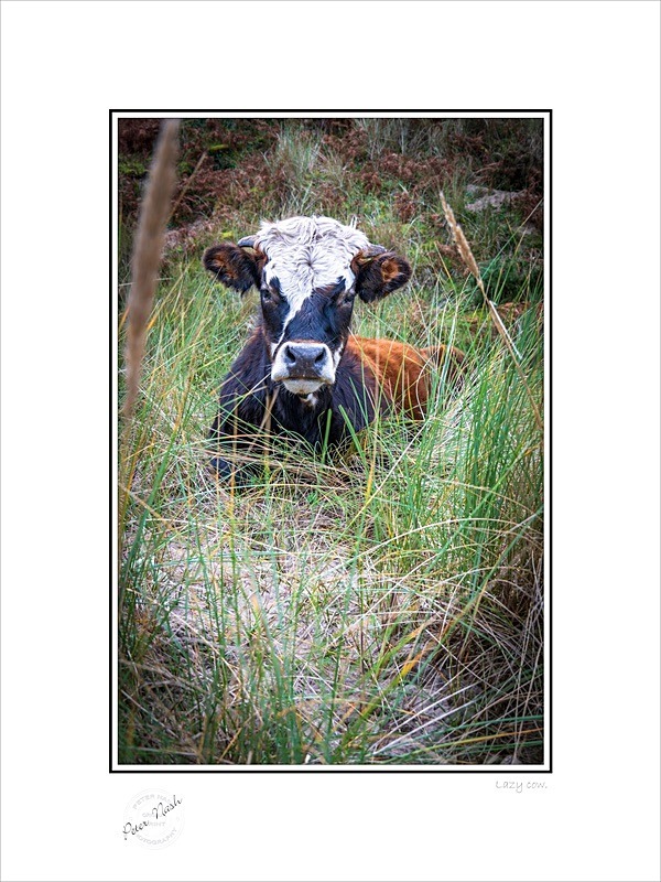 01 9x12 2024-245C Lazy cow - Animals