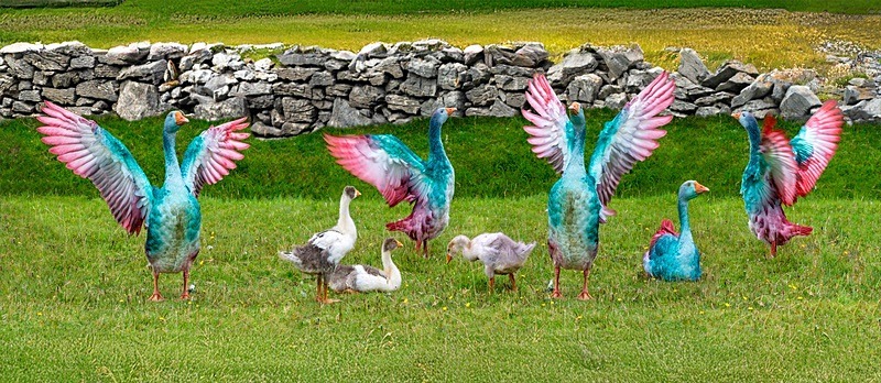 20x48 2021-623Cp Punk Geese Achill Island Co Mayo - Canvas
