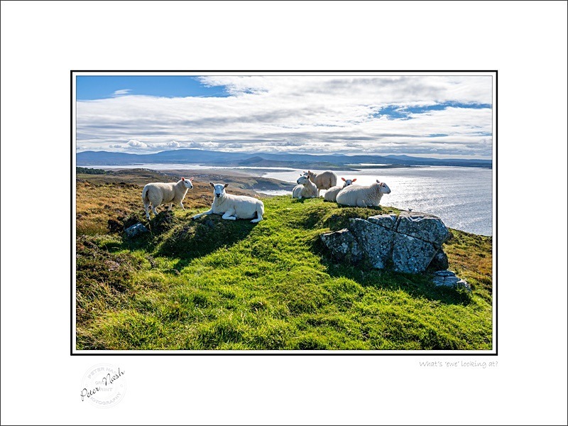 01 9x12 2024-179C Whats ewe looking at - Animals