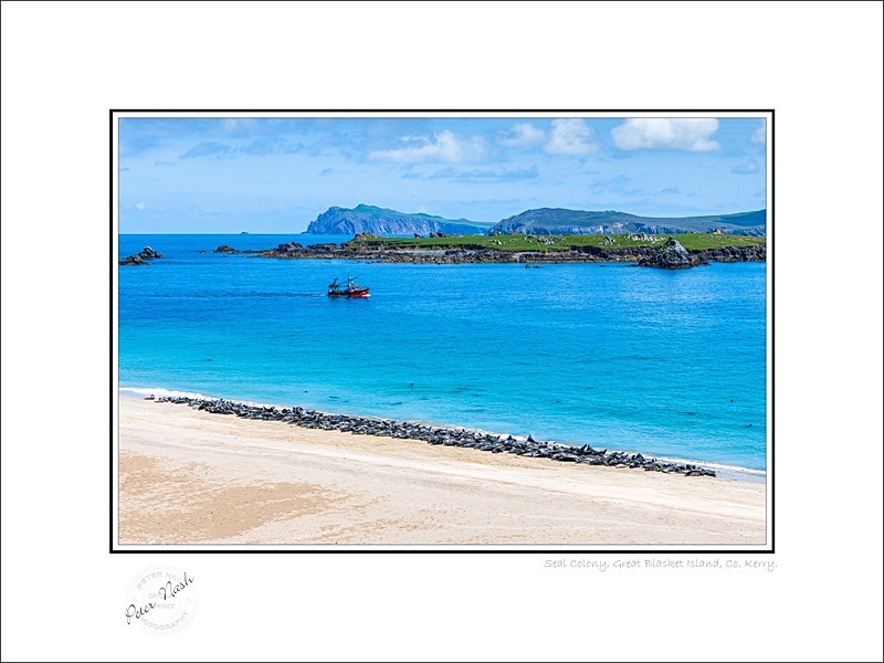 01 9x12 2023-588C Seal Colony Great Blasket Island Co Kerry - Kerry
