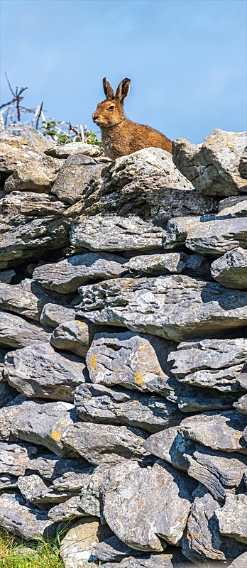 05 20x48 canvas 2022-260CP Irish Hare on dry stone wall - 20X48 Inches