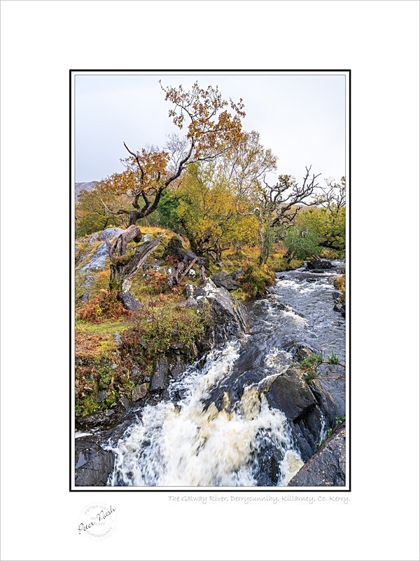 01 9x12 2021-235C The Galway River Derrycunnihy Killarney Co Kerry - Kerry