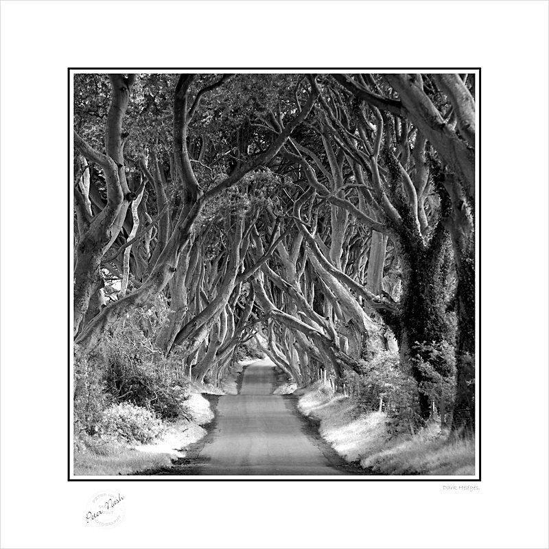 16x16 2008-019BS Dark Hedges - Square Format