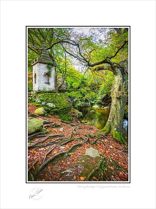 01 9x12 2022-540C The Ivy Bridge Tullymore Forest Co Down - Down