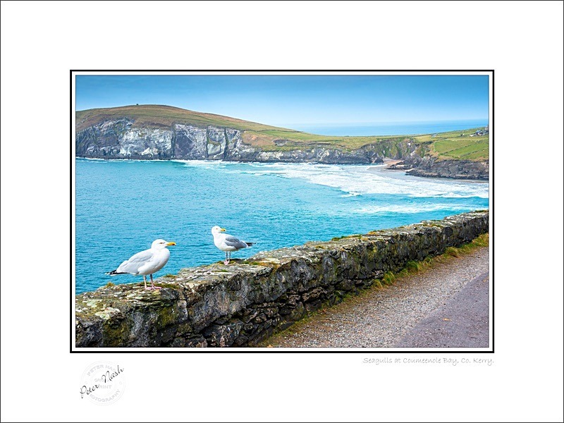 01 9x12 2022-381C Seagulls at Coumeenole Bay Co Kerry - Kerry