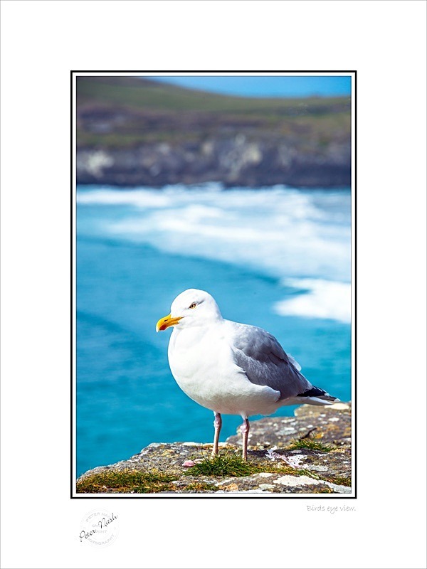 01 9x12 2022-375C Birds eye view - Animals