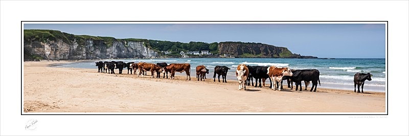 2020-331CP Cows on White Park Beach Co Antrim - Co. Antrim