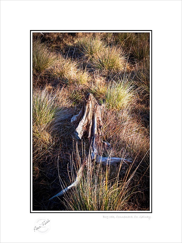 01 9x12 2023-029C Bog oak Connemara Co Galway - Galway