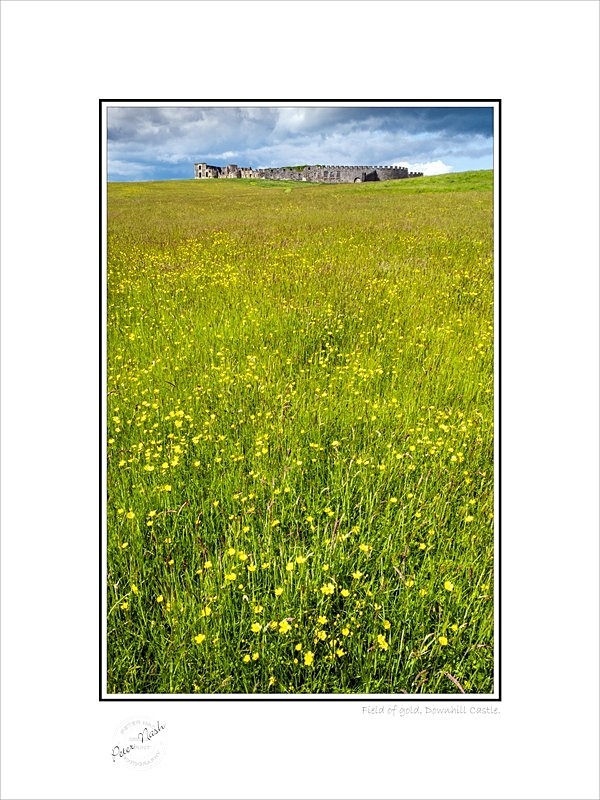 2019-506C Field of gold Downhill Castle - Co. Derry/Londonderry