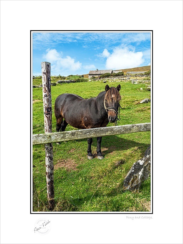 01 9x12 2021-323C Pony and Cottage - Animals