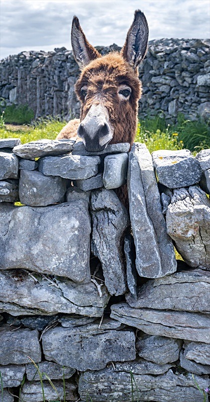 05 30x60 Canvas 2021-441C Curious Donkey - 30X60 Inches