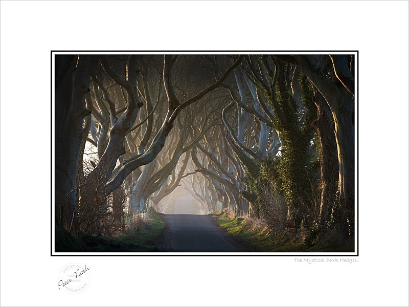 2014-006C The Mystical Dark Hedges - Co. Antrim