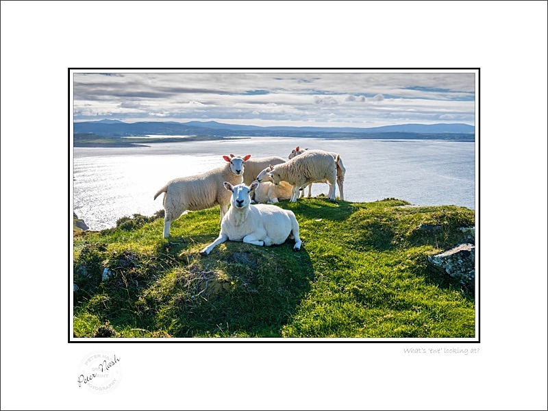 01 9x12 2024-182C Whats ewe looking at - Animals