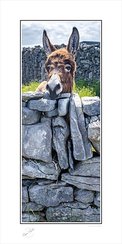 2021-441Cp Curious Donkey - Co. Antrim