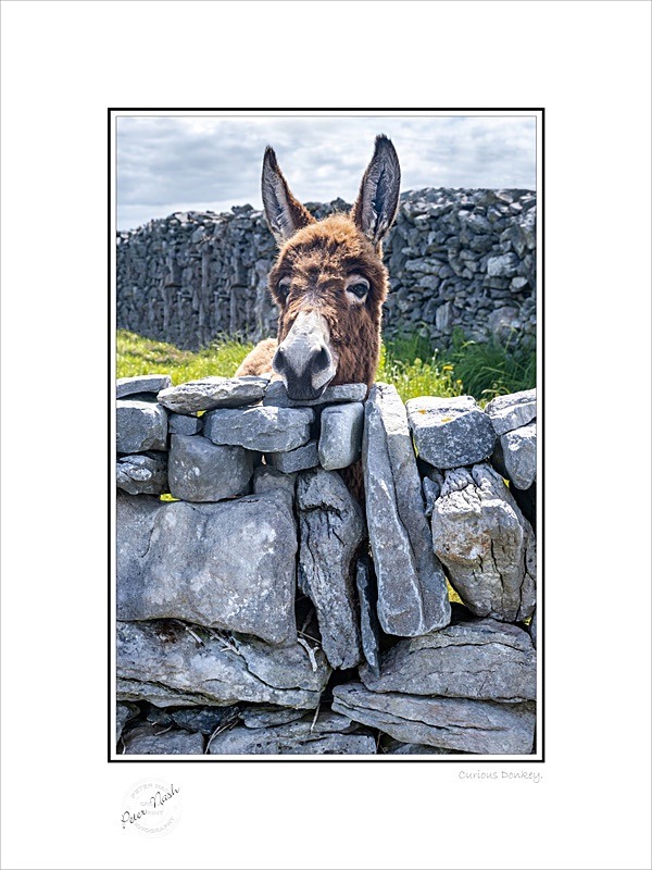 01 9x12 2021-441C Curious Donkey - Animals