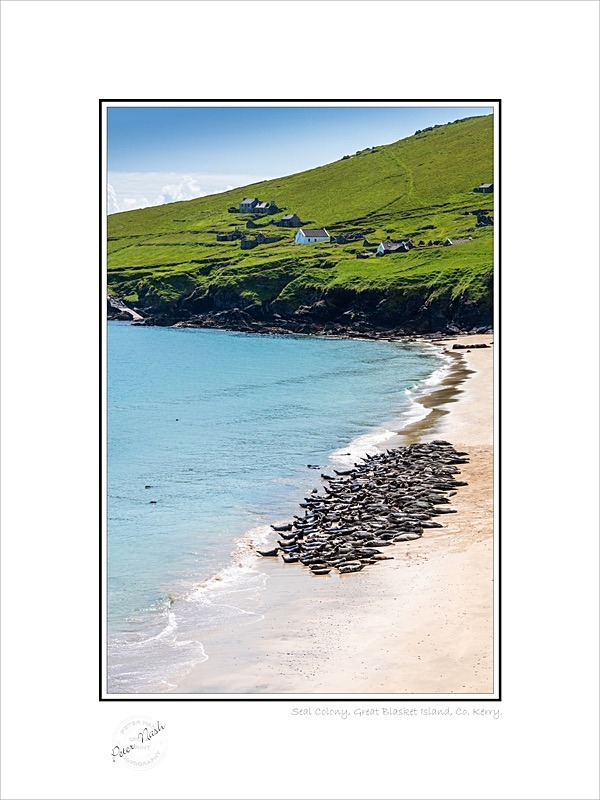 01 9x12 2023-604C Seal Colony Great Blasket Island Co Kerry - Kerry