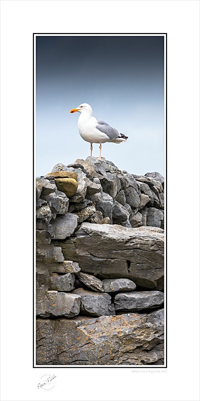 03 12x24 2022-274Cp Seagull on a dry stone wall - Animals