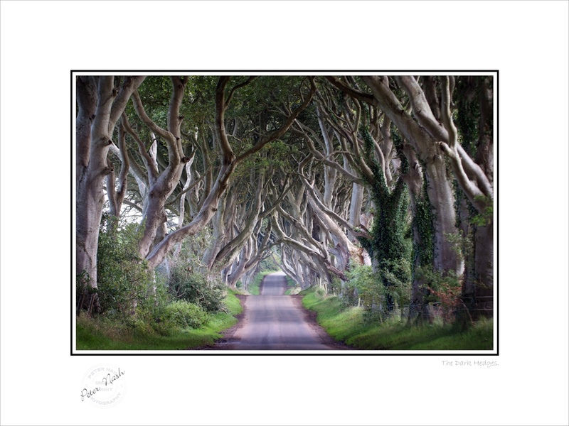 2008-019C The Dark Hedges - Co. Antrim