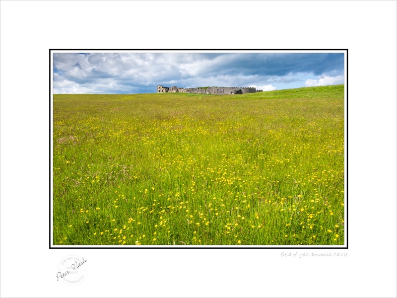 2019-505C Field of gold Downhill Castle - Co. Derry/Londonderry