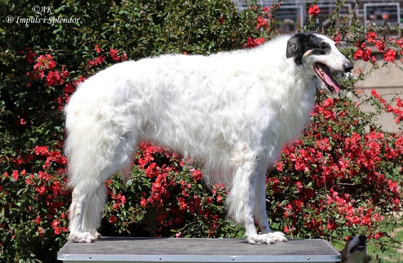 PL CH, PL JCH Elusive Earl Impuls i Splendor - Tzamilja's daughter Djewotschka and her line