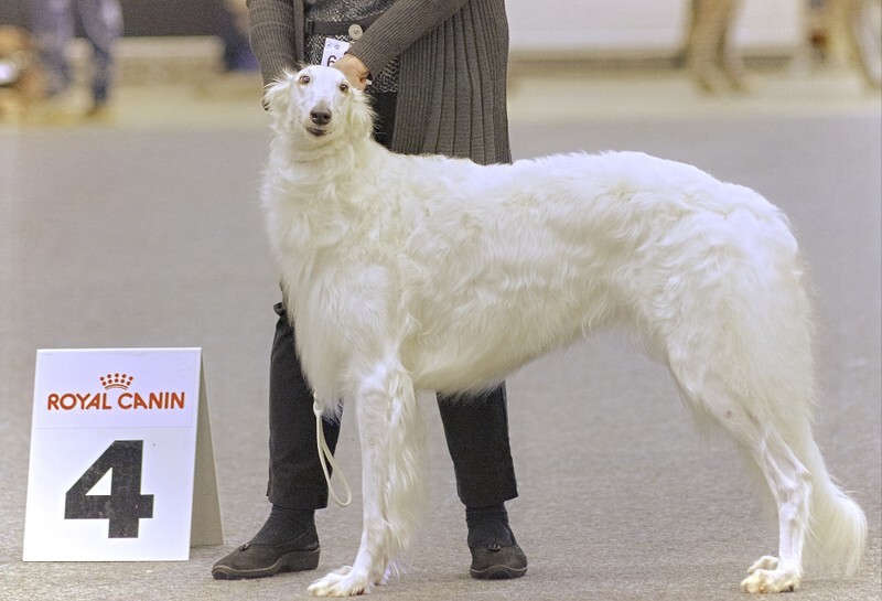 females, Tarijemiran Kathyenka 2 - Helsinki Winner 2021