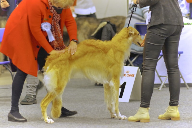 females, Fair Isle Rosina-Pepita 2 - Helsinki Winner 2021