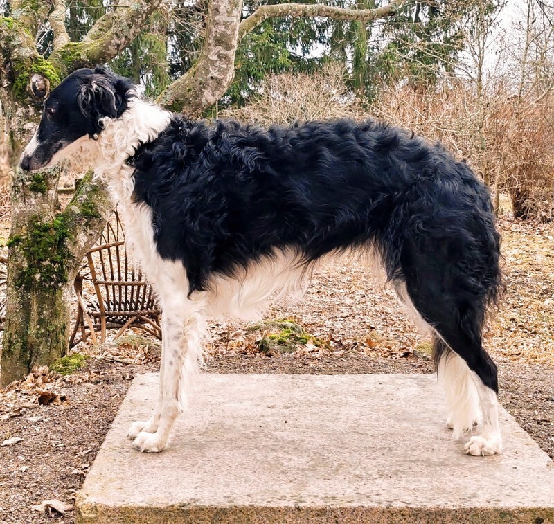 3 years - 1 - Ulva Swan Love du Domaine D'Iasnaia-Poliana 'Amy'