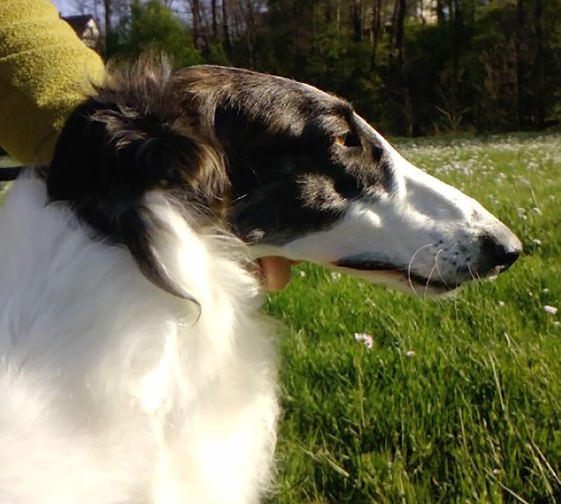 CH CUTE CASCADE IMPULS I SPLENDOR - Tzamilja's daughter Djewotschka and her line