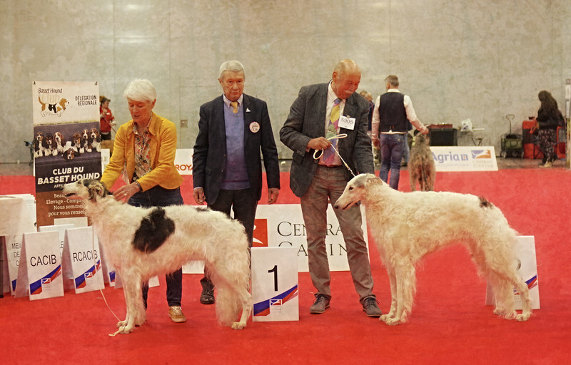 females Champion class 2 - European Dog Show 2022 Paris / SATURDAY