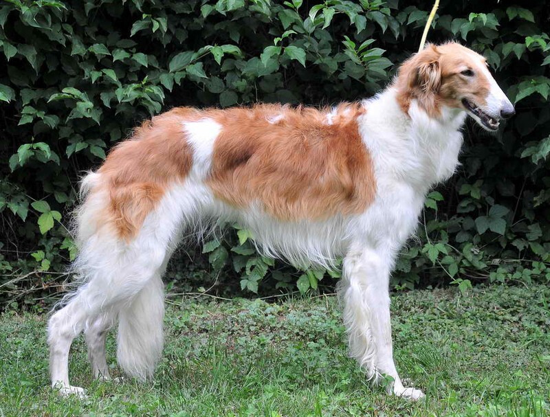 YEVGENIJA T. B. (Zoiboys Eclipse of the Heart x Wera Tsar Borzois) - Tzarai's son Gnev and his line