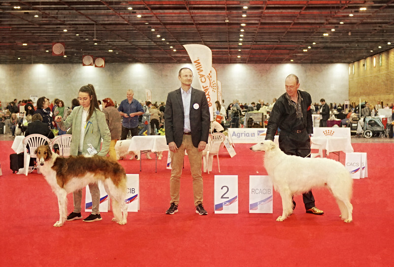 females Open class - European Dog Show 2022 Paris / FRIDAY