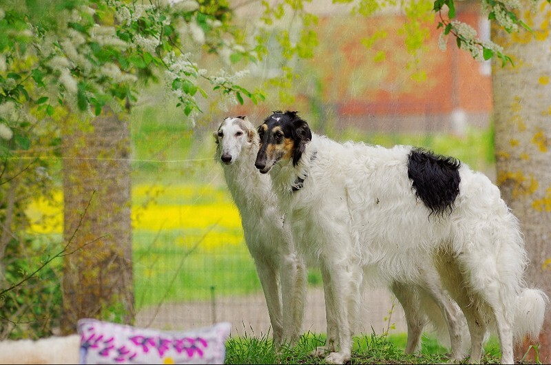 Penny and Athos in May21 - Happy at Home