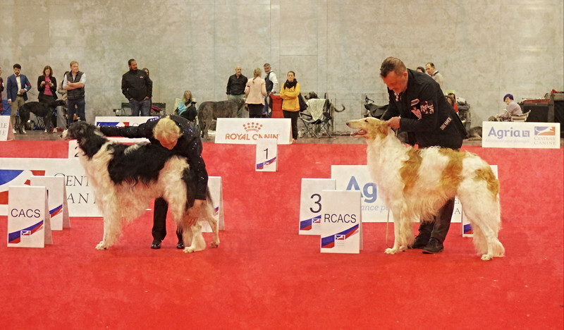 males CAC, RCAC - European Dog Show 2022 Paris / SATURDAY