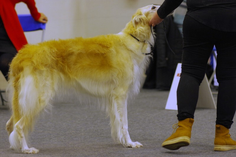 females, Coverdale's Scheherazade 2 - Helsinki Winner 2021