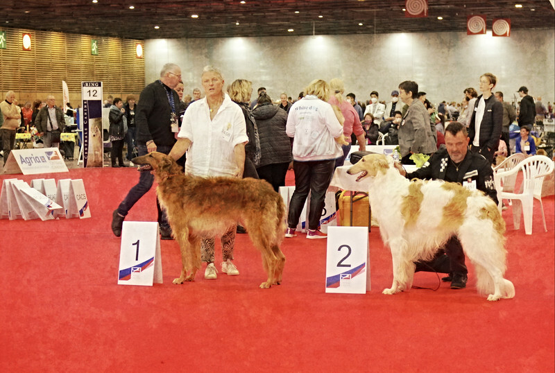 males Intermediate class - European Dog Show 2022 Paris / FRIDAY
