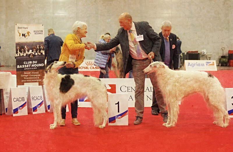 females Champion class - European Dog Show 2022 Paris / SATURDAY