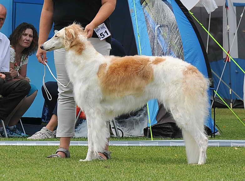 WERA Tsar Borzois (Sylvan Seabury Virago x Uliia Tsar Borzois) - Tzarai's son Gnev and his line