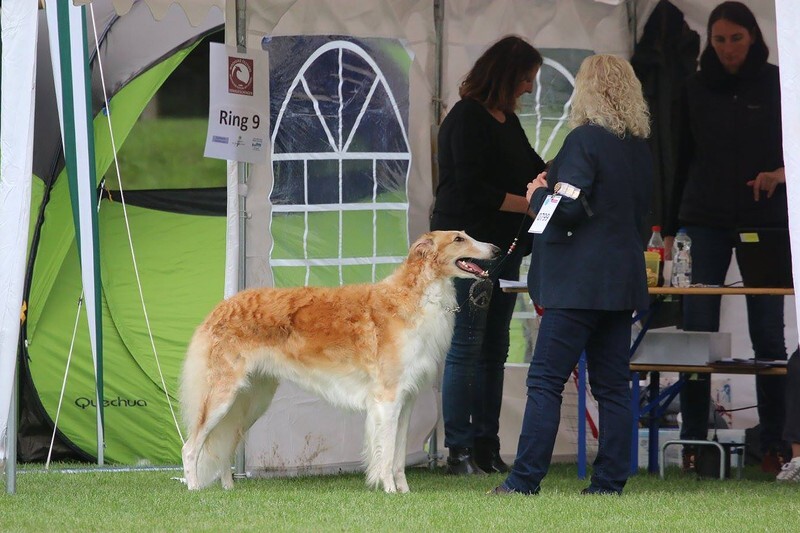 CH WIEKA Tsar Borzois (Sylvan Seabury Virago x Uliia Tsar Borzois) - Tzarai's son Gnev and his line