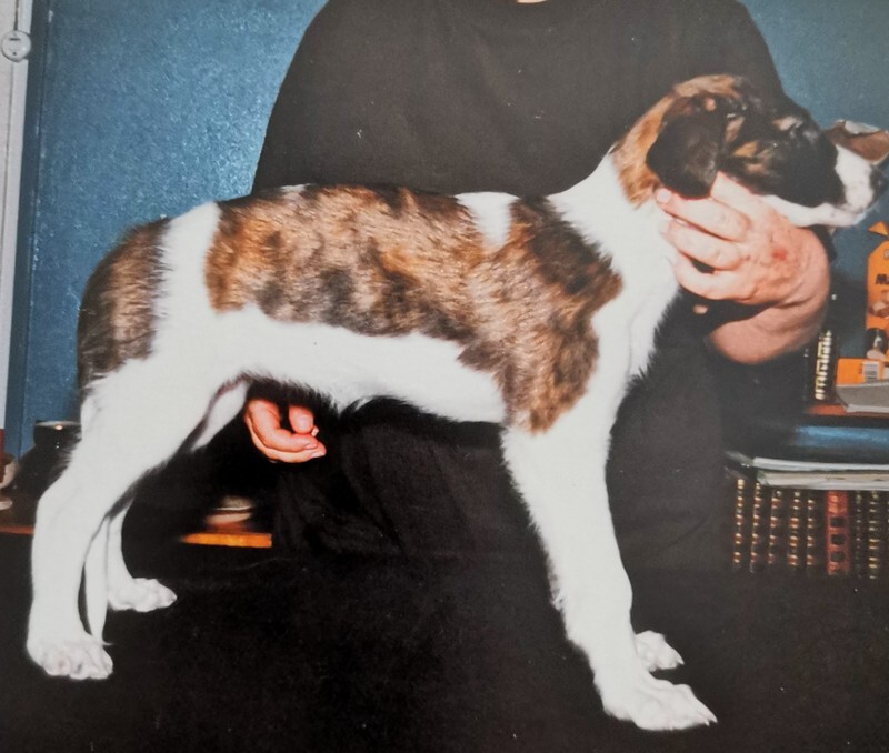 RU Ch Miskat Tzarai at 7-8 weeks - Tzarai, her children and their line