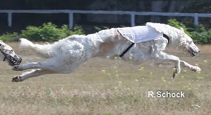 CIC ULIIA Tsar Borzois EM 2012 - Tzarai's son Gnev and his line