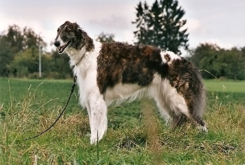 Miskat Tzamilja - Tzamilja and her line
