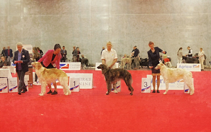 males Junior Class - European Dog Show 2022 Paris / SATURDAY