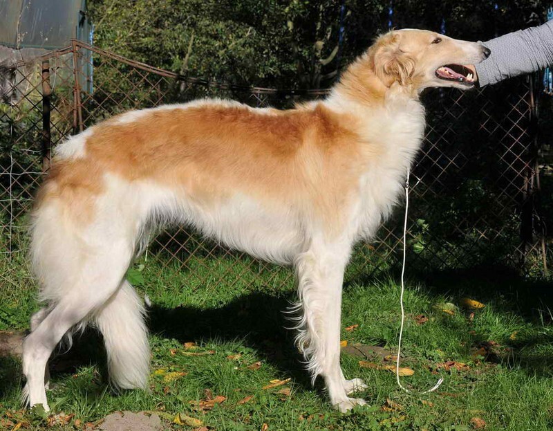 XARA Tsar Borzois (Le Sphinx Killing Me Softly x Vega Tsar Borzois) - Tzarai's son Gnev and his line