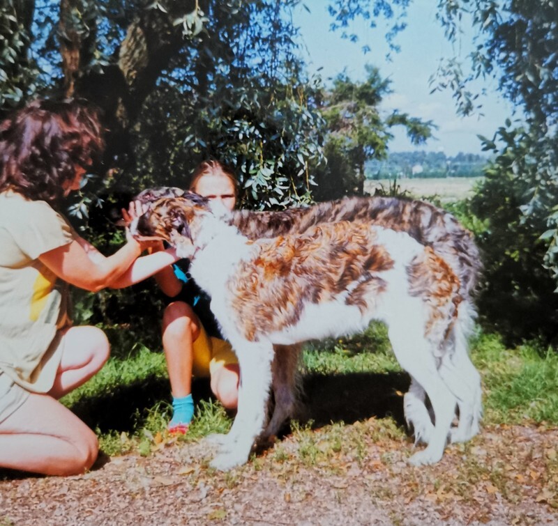 RU Ch Miskat Tzarai at 5 months - Tzarai, her children and their line
