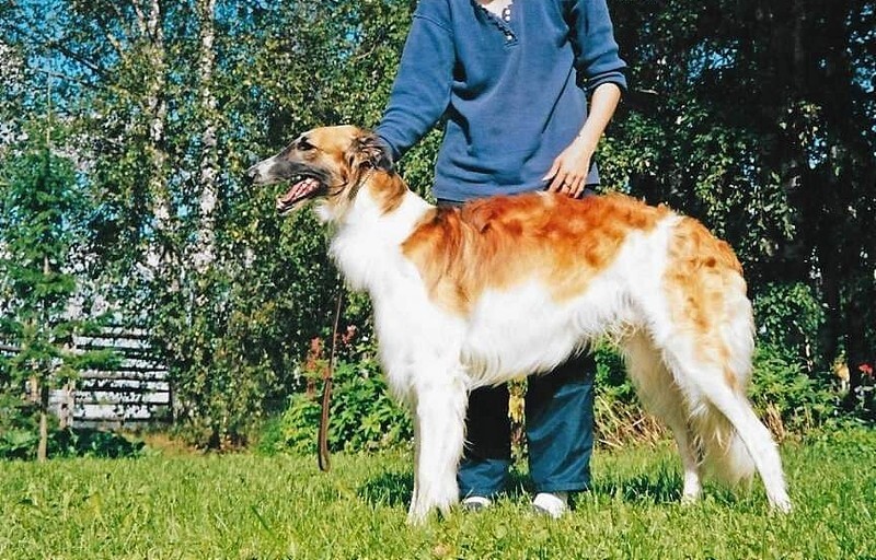 Merry Speed's New Promises, Jysky 2 - Tzarevna and her children at Merry Speed's