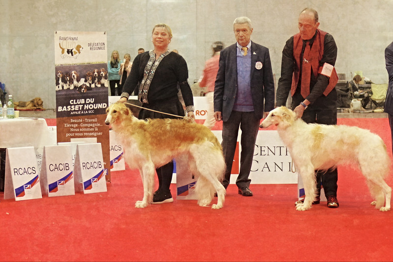 females Intermediate class - European Dog Show 2022 Paris / SATURDAY