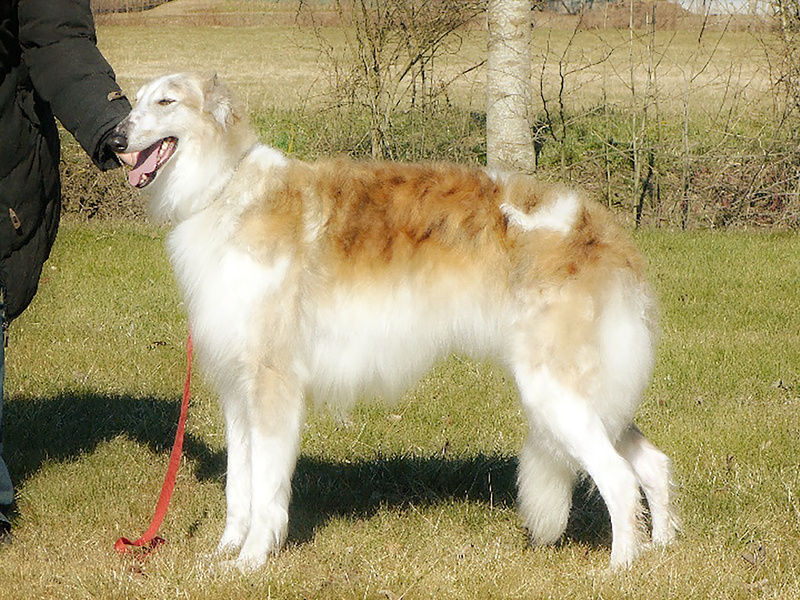 CH Amanda du Domaine d'Iasnaia-Poliana - Tzarai's son Gnev and his line