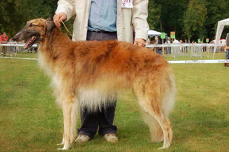 Vladimir du Domaine d'Iasnaia-Poliana - Tzarai's son Gnev and his line